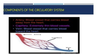 COMPONENTS OF THE CIRCULATORY SYSTEM
 