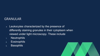 GRANULAR
 Leukocytes characterized by the presence of
differently staining granules in their cytoplasm when
viewed under light microscopy. These include
1. Neutrophils
2. Eosinophils
3. Basophils
 