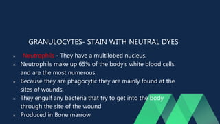 GRANULOCYTES- STAIN WITH NEUTRAL DYES
 Neutrophils - They have a multilobed nucleus.
 Neutrophils make up 65% of the body's white blood cells
and are the most numerous.
 Because they are phagocytic they are mainly found at the
sites of wounds.
 They engulf any bacteria that try to get into the body
through the site of the wound
 Produced in Bone marrow
 
