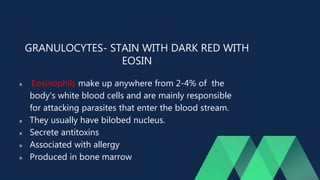 GRANULOCYTES- STAIN WITH DARK RED WITH
EOSIN
 Eosinophils make up anywhere from 2-4% of the
body's white blood cells and are mainly responsible
for attacking parasites that enter the blood stream.
 They usually have bilobed nucleus.
 Secrete antitoxins
 Associated with allergy
 Produced in bone marrow
 