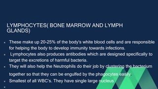 LYMPHOCYTES( BONE MARROW AND LYMPH
GLANDS)
 These make up 20-25% of the body's white blood cells and are responsible
for helping the body to develop immunity towards infections.
 Lymphocytes also produces antibodies which are designed specifically to
target the excretions of harmful bacteria.
 They will also help the Neutrophils do their job by clustering the bacterium
together so that they can be engulfed by the phagocytes easily.
 Smallest of all WBC’s. They have single large nucleus

 