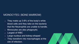 MONOCYTES ( BONE MARROW)
 They make up 3-8% of the body's white
blood cells and they take on the bacteria
that the Neutrophils are unable to handle.
 Monocytes are also phagocytic.
 Largest of WBC
 Large nucleus and kidney-shaped
 They transform into macrophages at the
site of infection.
 