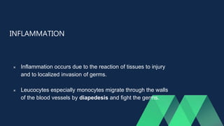 INFLAMMATION
 Inflammation occurs due to the reaction of tissues to injury
and to localized invasion of germs.
 Leucocytes especially monocytes migrate through the walls
of the blood vessels by diapedesis and fight the germs.
 