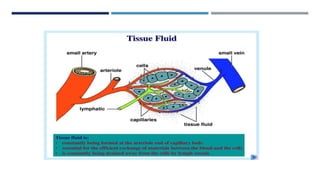 TISSUE FLUIDS
Occupying space between the cells in the organs
 