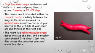 • first functional organ to develop and
starts to beat and pump blood at
around 3 weeks or 21 - 22 days.
• The human heart is located within the
thoracic cavity, medially between the
lungs in the space known as the
mediastinum. About two-thirds of your
heart is on the left side of your chest,
and one-third is on the right side
• The heart is a hollow muscular organ
about the size of a fist, and is roughly
cone-shaped. It is about 12cm long,
9cm across the broadest point and
about 6cm thick.
 
