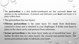 • The pericardium is a thin double-membraned sac that surrounds heart and
attaches to the mediastinum.. It protects and lubricates your heart and keeps it in
place within chest.
• The pericardium has two layers:
• Fibrous pericardium is the outer layer. It’s made from thick/dense
connective tissue and is attached to your diaphragm. It holds your heart in
place in the chest cavity and protects from infections.
• Serous pericardium is the inner layer made up of mesothileal layer . It’s
further divided into two more layers: the visceral and parietal layers. The
serous pericardium helps to lubricate your heart.
 