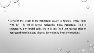 • Between the layers is the pericardial cavity, a potential space filled
with 15 - 50 ml of serous pericardial fluid. Pericardial fluid is
secreted by pericardial cells, and it is this fluid that reduces friction
between the parietal and visceral layer during heart contractions.
 