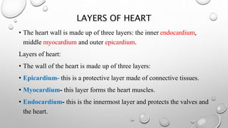 LAYERS OF HEART
• The heart wall is made up of three layers: the inner endocardium,
middle myocardium and outer epicardium.
Layers of heart:
• The wall of the heart is made up of three layers:
• Epicardium- this is a protective layer made of connective tissues.
• Myocardium- this layer forms the heart muscles.
• Endocardium- this is the innermost layer and protects the valves and
the heart.
 