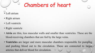 Chambers of heart
• Left atrium
• Right atrium
• Left ventricle
• Right ventricle
• Atria are thin, less muscular walls and smaller than ventricles. These are the
blood-receiving chambers that are fed by the large veins.
• Ventricles are larger and more muscular chambers responsible for pumping
and pushing blood out to the circulation. These are connected to larger
arteries that deliver blood for circulation.
 