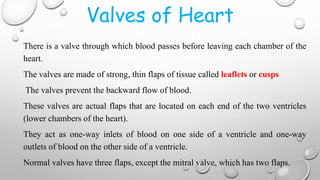 Valves of Heart
There is a valve through which blood passes before leaving each chamber of the
heart.
The valves are made of strong, thin flaps of tissue called leaflets or cusps
The valves prevent the backward flow of blood.
These valves are actual flaps that are located on each end of the two ventricles
(lower chambers of the heart).
They act as one-way inlets of blood on one side of a ventricle and one-way
outlets of blood on the other side of a ventricle.
Normal valves have three flaps, except the mitral valve, which has two flaps.
 