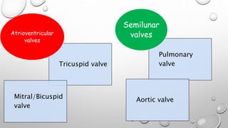 Tricuspid valve
Mitral/Bicuspid
valve
Atrioventricular
valves
Pulmonary
valve
Aortic valve
Semilunar
valves
 