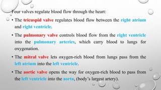 Four valves regulate blood flow through the heart:
• The tricuspid valve regulates blood flow between the right atrium
and right ventricle.
• The pulmonary valve controls blood flow from the right ventricle
into the pulmonary arteries, which carry blood to lungs for
oxygenation.
• The mitral valve lets oxygen-rich blood from lungs pass from the
left atrium into the left ventricle.
• The aortic valve opens the way for oxygen-rich blood to pass from
the left ventricle into the aorta, (body’s largest artery).
 