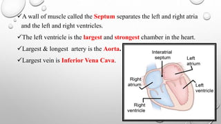 A wall of muscle called the Septum separates the left and right atria
and the left and right ventricles.
The left ventricle is the largest and strongest chamber in the heart.
Largest & longest artery is the Aorta.
Largest vein is Inferior Vena Cava.
 