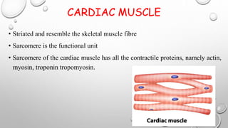 CARDIAC MUSCLE
• Striated and resemble the skeletal muscle fibre
• Sarcomere is the functional unit
• Sarcomere of the cardiac muscle has all the contractile proteins, namely actin,
myosin, troponin tropomyosin.
 