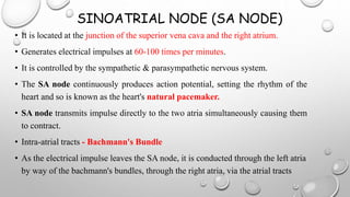 SINOATRIAL NODE (SA NODE)
• It is located at the junction of the superior vena cava and the right atrium.
• Generates electrical impulses at 60-100 times per minutes.
• It is controlled by the sympathetic & parasympathetic nervous system.
• The SA node continuously produces action potential, setting the rhythm of the
heart and so is known as the heart's natural pacemaker.
• SA node transmits impulse directly to the two atria simultaneously causing them
to contract.
• Intra-atrial tracts - Bachmann's Bundle
• As the electrical impulse leaves the SA node, it is conducted through the left atria
by way of the bachmann's bundles, through the right atria, via the atrial tracts
 