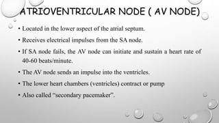 ATRIOVENTRICULAR NODE ( AV NODE)
• Located in the lower aspect of the atrial septum.
• Receives electrical impulses from the SA node.
• If SA node fails, the AV node can initiate and sustain a heart rate of
40-60 beats/minute.
• The AV node sends an impulse into the ventricles.
• The lower heart chambers (ventricles) contract or pump
• Also called “secondary pacemaker”.
 