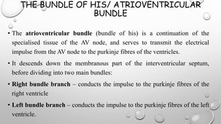 THE BUNDLE OF HIS/ ATRIOVENTRICULAR
BUNDLE
• The atrioventricular bundle (bundle of his) is a continuation of the
specialised tissue of the AV node, and serves to transmit the electrical
impulse from the AV node to the purkinje fibres of the ventricles.
• It descends down the membranous part of the interventricular septum,
before dividing into two main bundles:
• Right bundle branch – conducts the impulse to the purkinje fibres of the
right ventricle
• Left bundle branch – conducts the impulse to the purkinje fibres of the left
ventricle.
 