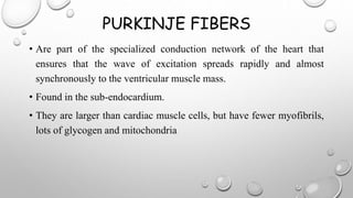 PURKINJE FIBERS
• Are part of the specialized conduction network of the heart that
ensures that the wave of excitation spreads rapidly and almost
synchronously to the ventricular muscle mass.
• Found in the sub-endocardium.
• They are larger than cardiac muscle cells, but have fewer myofibrils,
lots of glycogen and mitochondria
 