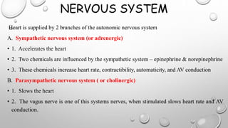 NERVOUS SYSTEM
Heart is supplied by 2 branches of the autonomic nervous system
A. Sympathetic nervous system (or adrenergic)
• 1. Accelerates the heart
• 2. Two chemicals are influenced by the sympathetic system – epinephrine & norepinephrine
• 3. These chemicals increase heart rate, contractibility, automaticity, and AV conduction
B. Parasympathetic nervous system ( or cholinergic)
• 1. Slows the heart
• 2. The vagus nerve is one of this systems nerves, when stimulated slows heart rate and AV
conduction.
 