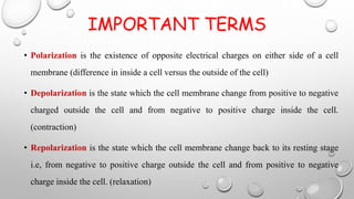 IMPORTANT TERMS
• Polarization is the existence of opposite electrical charges on either side of a cell
membrane (difference in inside a cell versus the outside of the cell)
• Depolarization is the state which the cell membrane change from positive to negative
charged outside the cell and from negative to positive charge inside the cell.
(contraction)
• Repolarization is the state which the cell membrane change back to its resting stage
i.e, from negative to positive charge outside the cell and from positive to negative
charge inside the cell. (relaxation)
 