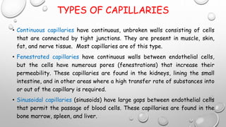 TYPES OF CAPILLARIES
• Continuous capillaries have continuous, unbroken walls consisting of cells
that are connected by tight junctions. They are present in muscle, skin,
fat, and nerve tissue. Most capillaries are of this type.
• Fenestrated capillaries have continuous walls between endothelial cells,
but the cells have numerous pores (fenestrations) that increase their
permeability. These capillaries are found in the kidneys, lining the small
intestine, and in other areas where a high transfer rate of substances into
or out of the capillary is required.
• Sinusoidal capillaries (sinusoids) have large gaps between endothelial cells
that permit the passage of blood cells. These capillaries are found in the
bone marrow, spleen, and liver.
 