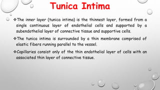 Tunica Intima
The inner layer (tunica intima) is the thinnest layer, formed from a
single continuous layer of endothelial cells and supported by a
subendothelial layer of connective tissue and supportive cells.
The tunica intima is surrounded by a thin membrane comprised of
elastic fibers running parallel to the vessel.
Capillaries consist only of the thin endothelial layer of cells with an
associated thin layer of connective tissue.
 