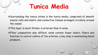 Tunica Media
Surrounding the tunica intima is the tunica media, comprised of smooth
muscle cells and elastic and connective tissues arranged circularly around
the vessel.
This layer is much thicker in arteries than in veins.
Fiber composition also differs; veins contain fewer elastic fibers and
function to control calibre of the arteries, a key step in maintaining blood
pressure.
 
