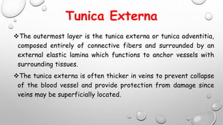 Tunica Externa
The outermost layer is the tunica externa or tunica adventitia,
composed entirely of connective fibers and surrounded by an
external elastic lamina which functions to anchor vessels with
surrounding tissues.
The tunica externa is often thicker in veins to prevent collapse
of the blood vessel and provide protection from damage since
veins may be superficially located.
 