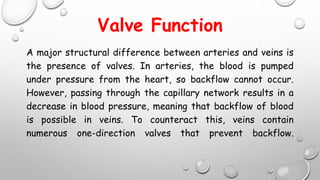 Valve Function
A major structural difference between arteries and veins is
the presence of valves. In arteries, the blood is pumped
under pressure from the heart, so backflow cannot occur.
However, passing through the capillary network results in a
decrease in blood pressure, meaning that backflow of blood
is possible in veins. To counteract this, veins contain
numerous one-direction valves that prevent backflow.
 
