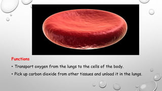 Functions
• Transport oxygen from the lungs to the cells of the body.
• Pick up carbon dioxide from other tissues and unload it in the lungs.
 