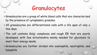 Granulocytes
• Granulocytes are a group of white blood cells that are characterized
by the presence of cytoplasmic granules.
• All granulocytes are differentiated cells with a life span of only a
few days.
• The cell contains Golgi complexes and rough ER that are poorly
developed, with few mitochondria mainly needed for glycolysis to
meet their energy needs.
• Granulocytes are further divided into eosinophils, neutrophils, and
basophils
 
