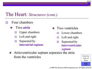 © 2009 The McGraw-Hill Companies, Inc. All rights reserved
27-11
The Heart: Structures (cont.)
 Four chambers
 Two atria
 Upper chambers
 Left and right
 Separated by
interatrial septum
 Two ventricles
 Lower chambers
 Left and right
 Separated by
interventricular
septum
Click for
View of
Heart
 Atrioventricular septum separates the atria
from the ventricles
 