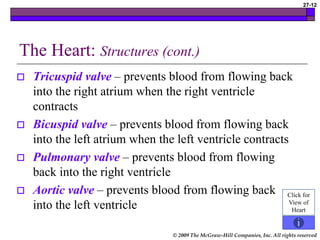 © 2009 The McGraw-Hill Companies, Inc. All rights reserved
27-12
The Heart: Structures (cont.)
 Tricuspid valve – prevents blood from flowing back
into the right atrium when the right ventricle
contracts
 Bicuspid valve – prevents blood from flowing back
into the left atrium when the left ventricle contracts
 Pulmonary valve – prevents blood from flowing
back into the right ventricle
 Aortic valve – prevents blood from flowing back
into the left ventricle
Click for
View of
Heart
 