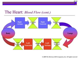© 2009 The McGraw-Hill Companies, Inc. All rights reserved
27-15
The Heart: Blood Flow (cont.)
Right
Atrium
Right
Ventricle
Pulmonary
Semilunar
Valve
Left
Atrium
Bicuspid
Valve
Left
Ventricle
Pulmonary
Valve
Tricuspid
Valve
Aortic
Semilunar
Valve
Lungs
Body
 