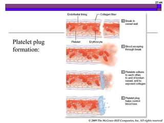 © 2009 The McGraw-Hill Companies, Inc. All rights reserved
27-44
Platelet plug
formation:
 