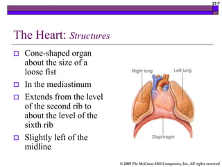 © 2009 The McGraw-Hill Companies, Inc. All rights reserved
27-7
The Heart: Structures
 Cone-shaped organ
about the size of a
loose fist
 In the mediastinum
 Extends from the level
of the second rib to
about the level of the
sixth rib
 Slightly left of the
midline
 