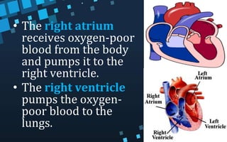 • The right atrium
receives oxygen-poor
blood from the body
and pumps it to the
right ventricle.
• The right ventricle
pumps the oxygen-
poor blood to the
lungs.
 