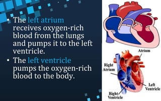 • The left atrium
receives oxygen-rich
blood from the lungs
and pumps it to the left
ventricle.
• The left ventricle
pumps the oxygen-rich
blood to the body.
 