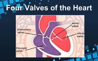 Four Valves of the Heart
 