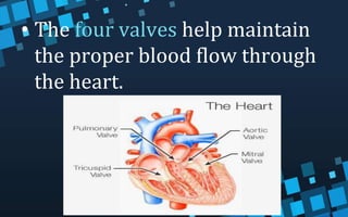 • The four valves help maintain
the proper blood flow through
the heart.
 