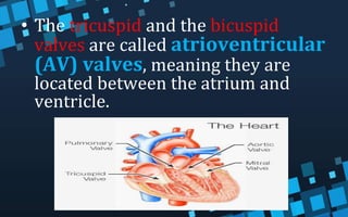 • The tricuspid and the bicuspid
valves are called atrioventricular
(AV) valves, meaning they are
located between the atrium and
ventricle.
 