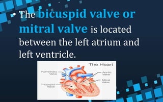 • The bicuspid valve or
mitral valve is located
between the left atrium and
left ventricle.
 