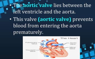 • The aortic valve lies between the
left ventricle and the aorta.
• This valve (aortic valve) prevents
blood from entering the aorta
prematurely.
 