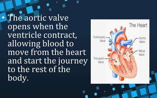 • The aortic valve
opens when the
ventricle contract,
allowing blood to
move from the heart
and start the journey
to the rest of the
body.
 