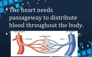 • The heart needs
passageway to distribute
blood throughout the body.
• These passageway are the:
 