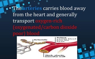 • The arteries carries blood away
from the heart and generally
transport oxygen-rich
(oxygenated/carbon dioxide
poor) blood
 