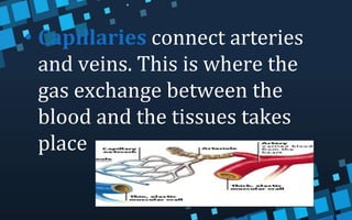 • Capillaries connect arteries
and veins. This is where the
gas exchange between the
blood and the tissues takes
place
 