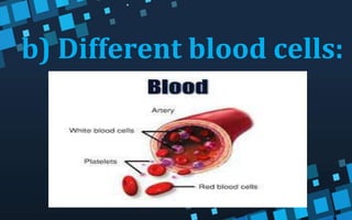 b) Different blood cells:
 