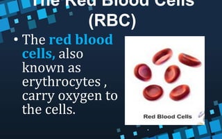 The Red Blood Cells
(RBC)
• The red blood
cells, also
known as
erythrocytes ,
carry oxygen to
the cells.
 