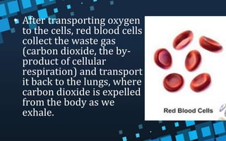 • After transporting oxygen
to the cells, red blood cells
collect the waste gas
(carbon dioxide, the by-
product of cellular
respiration) and transport
it back to the lungs, where
carbon dioxide is expelled
from the body as we
exhale.
 